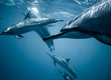 【直播】Sask观看LCK季后赛规则名额：闹麻了T1会输吗